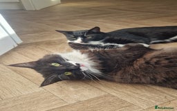 Mixed Breed cats for sale: Betty and Teddy looking for their forever home - Image 6