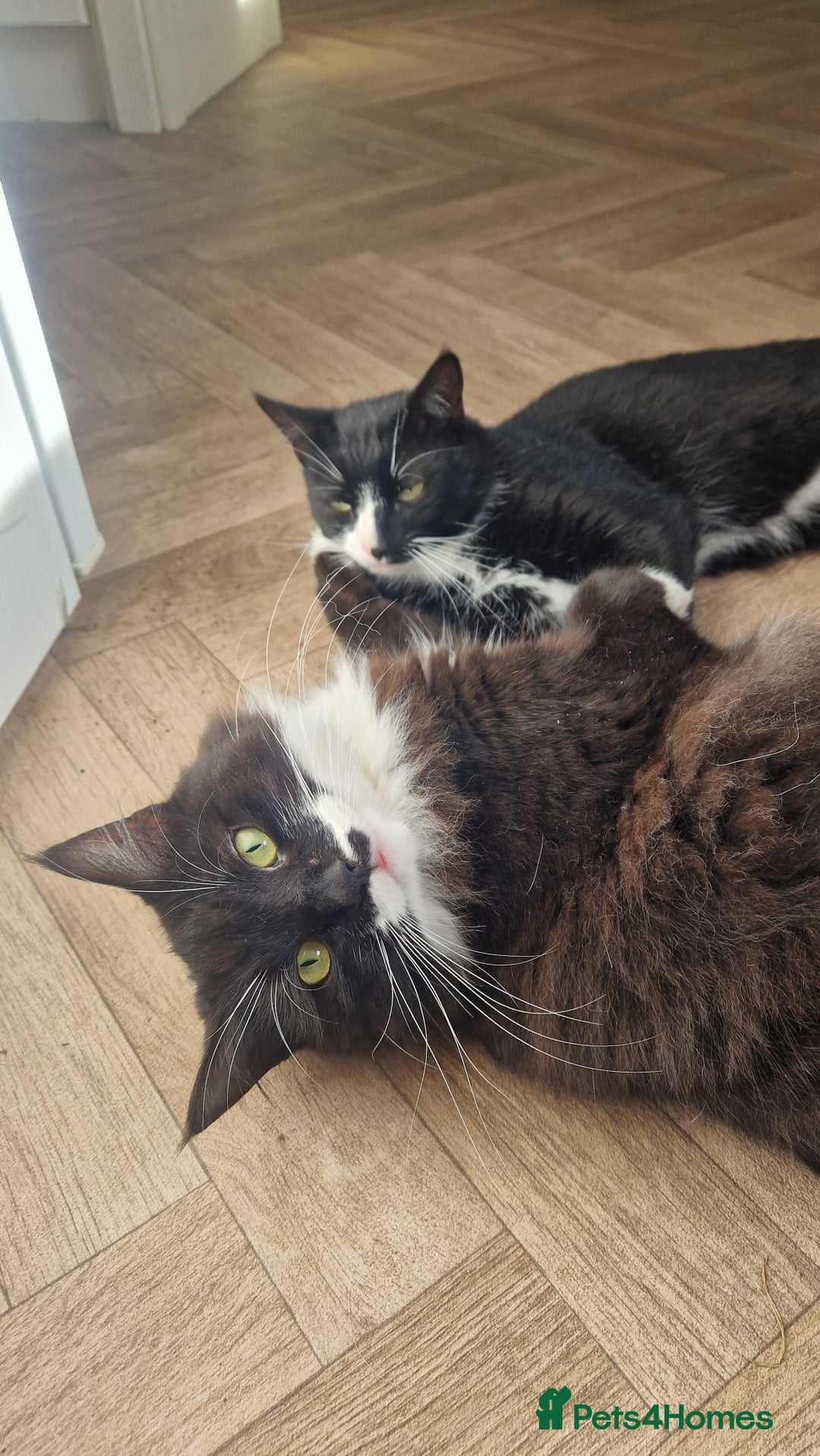 Mixed Breed cats for sale: Betty and Teddy looking for their forever home - Image 6