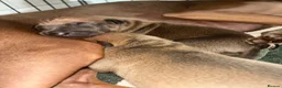 Italian Greyhound dogs for sale: Beautiful iggy pups for sale  in Bagshot - Advert 2