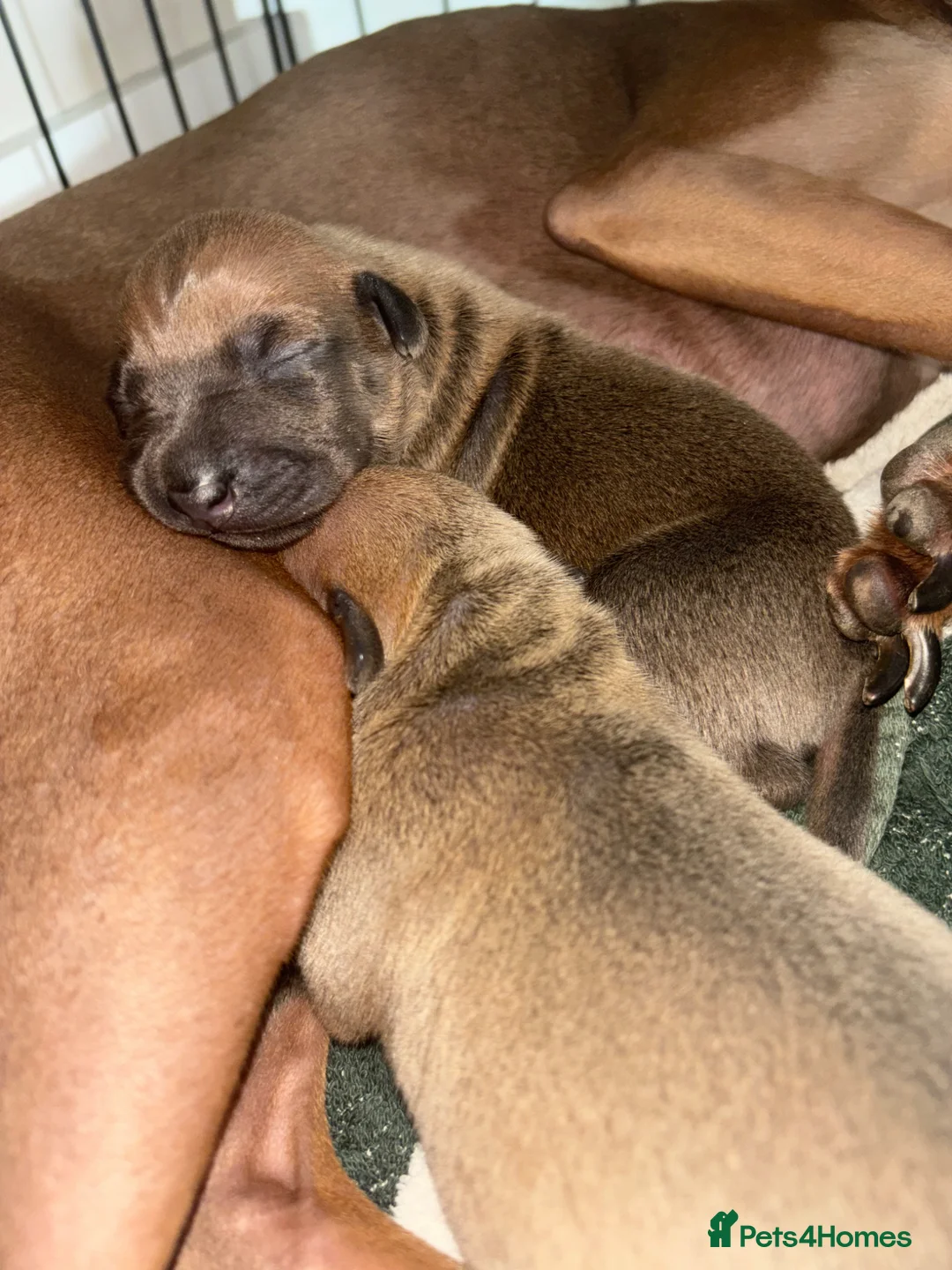 Italian Greyhound dogs for sale: Beautiful iggy pups for sale  in Bagshot - Advert 2