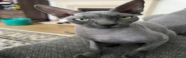 Sphynx 1