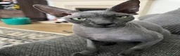 Sphynx cats for sale: Sphynx Cats - males in Manchester - Advert 4