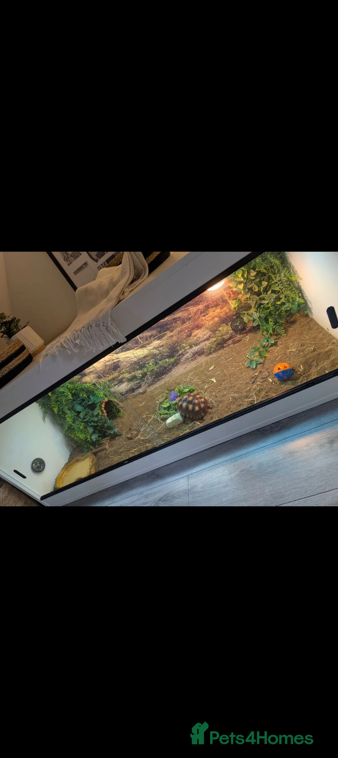 Tortoise reptiles for sale: Sulcata tortoise and vivarium for **SALE** - Advert 2