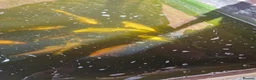 Koi Carp fish for sale: Koi carp in Preston - Advert 2