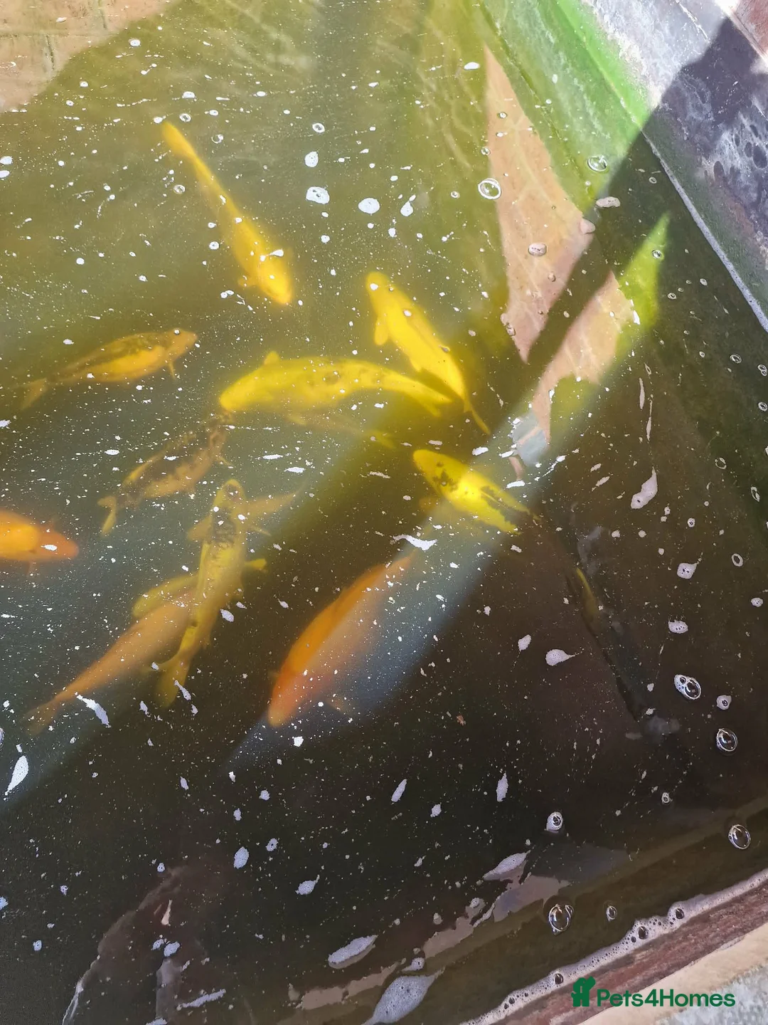 Koi Carp fish for sale: Koi carp in Preston - Advert 2