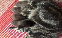 Domestic Shorthair cats for sale: Domestic short haired cat  - Image 9