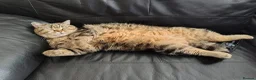 Mixed Breed cats for sale: Lovely Girl  - Advert 6