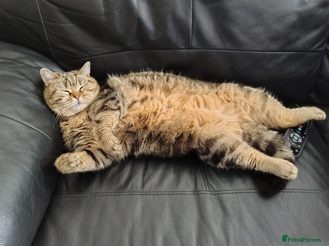 Mixed Breed cats for sale: Lovely Girl  - Advert 6