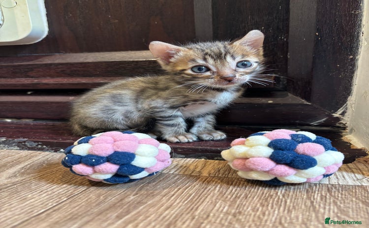 Bengal cats - Advert 7