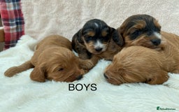 Cockapoo dogs for sale: F1 Cockapoo Puppies  - Image 9