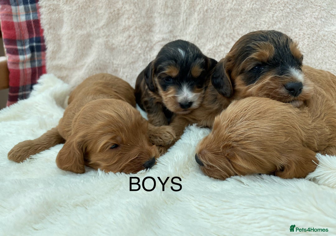 Cockapoo dogs for sale: F1 Cockapoo Puppies  - Image 9