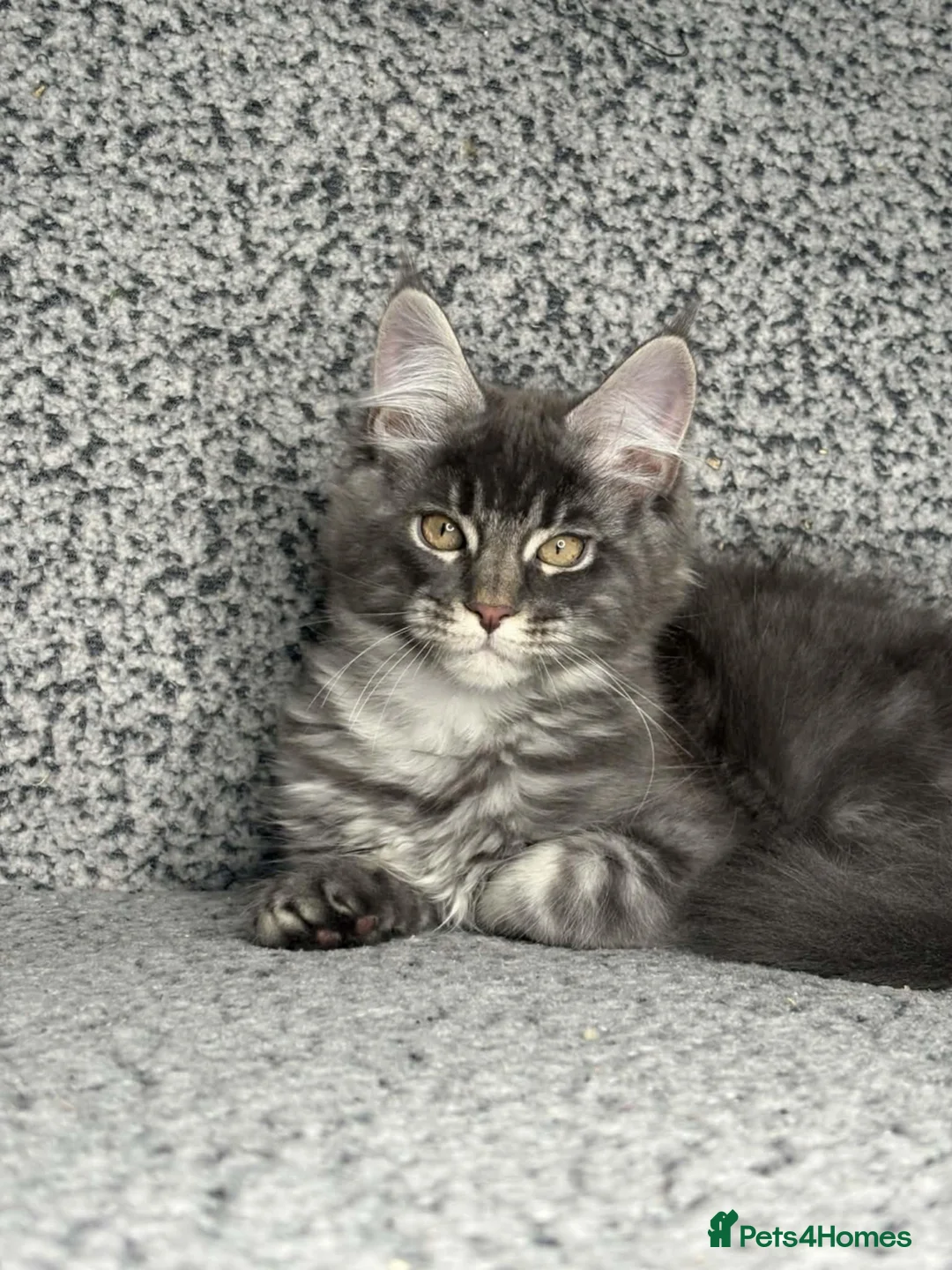 Maine Coon cats for sale: GCCF Registered Maine Coon Boys.  in Wednesbury - Advert 19