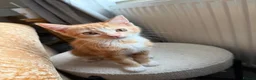 Mixed Breed cats for sale: 9 Week old Ginger Female Kitten - Advert 4