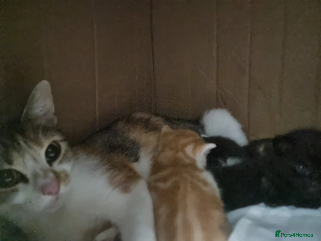 Mixed Breed cats for sale: Kittens - Advert 6