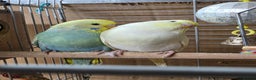 Budgerigars birds for sale: Gorgeous Baby Budgies - Advert 4