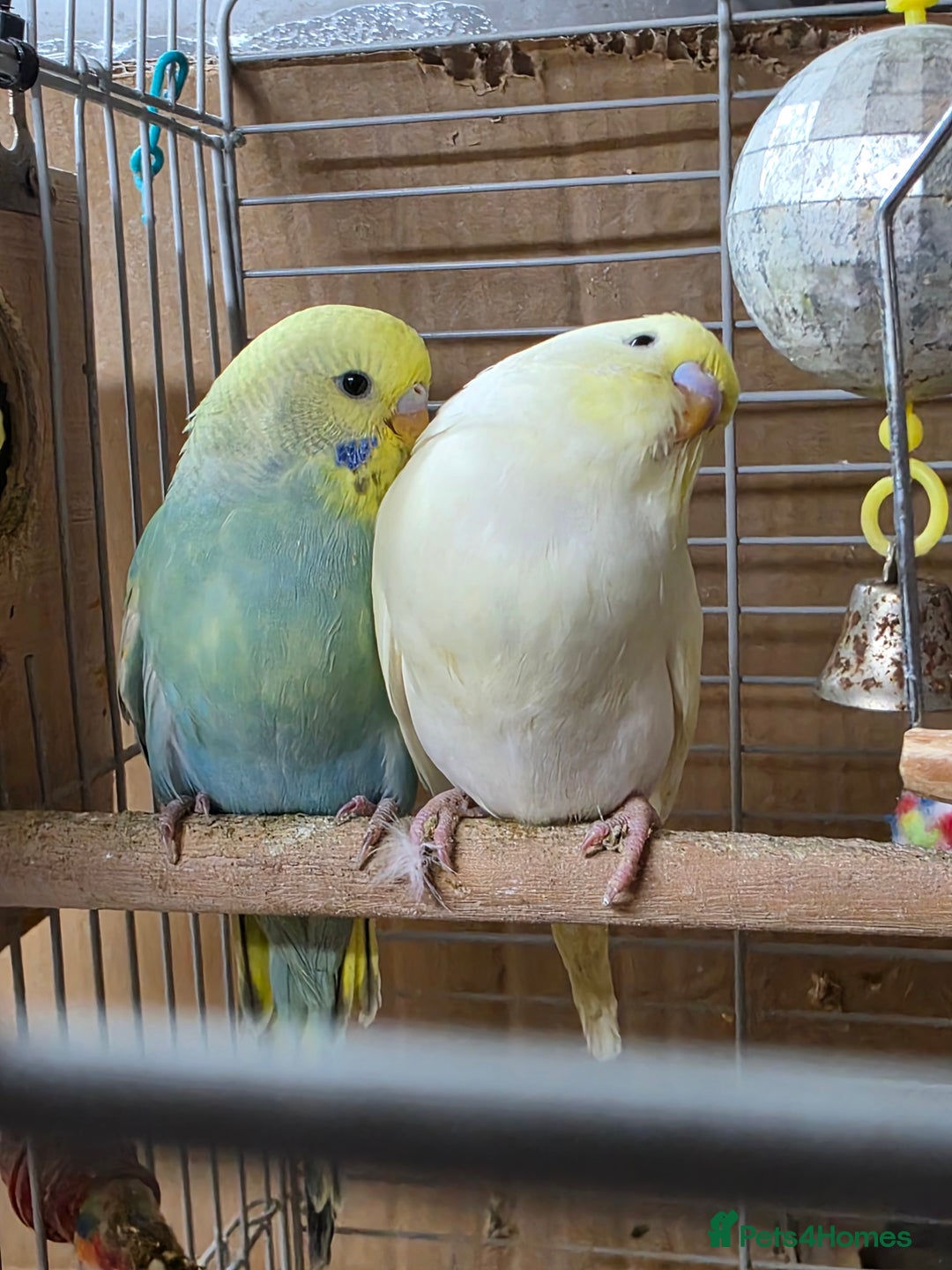 Budgerigars birds for sale: Gorgeous Baby Budgies - Advert 4