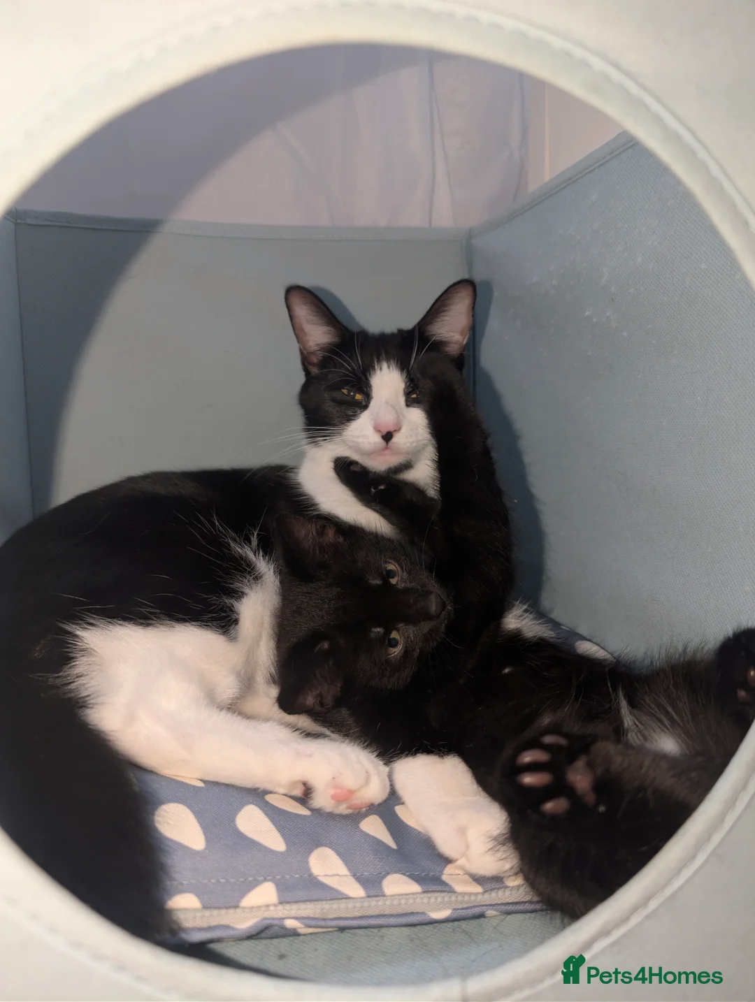 Mixed Breed cats for sale: Kittens Looking for Their Forever Homes in Ipswich - Advert 1