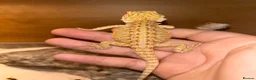 Bearded Dragon reptiles for sale: Super friendly baby bearded dragons - Advert 4