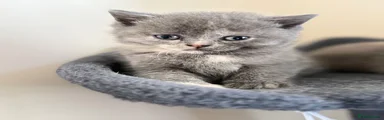 British Shorthair 2