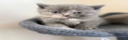 British Shorthair cats for sale: British Shorthair  - Advert 5