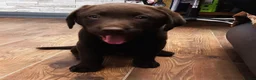 Labrador Retriever dogs for sale: KCReg Chocolate Lab Boy–Ready Now NewRajArk Kennel - Advert 8