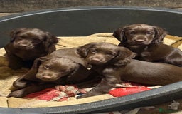 Cocker Spaniel dogs for sale: K.C. Well bred chocolate working cocker spaniels - Image 8