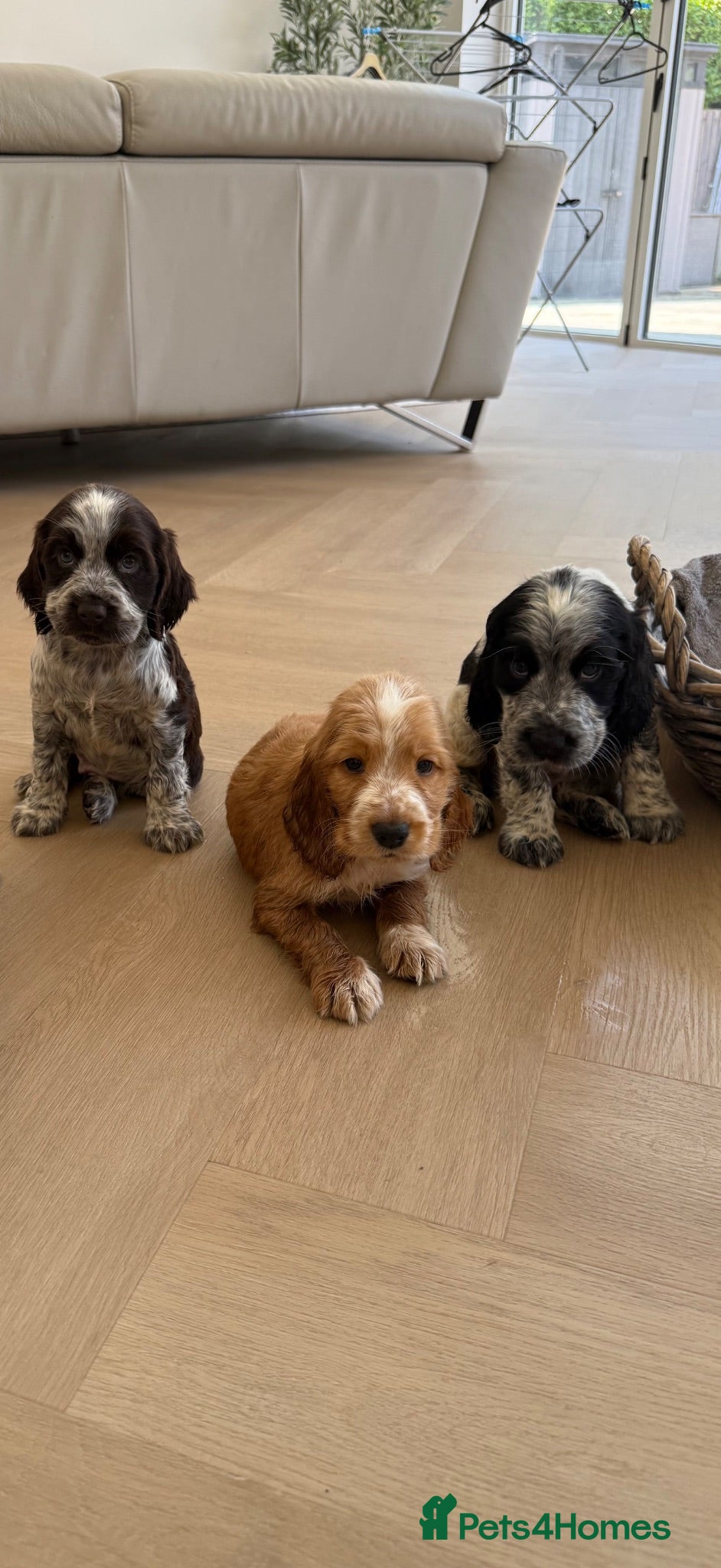 Cocker Spaniel dogs Cocker spaniel puppies  - Advert 5