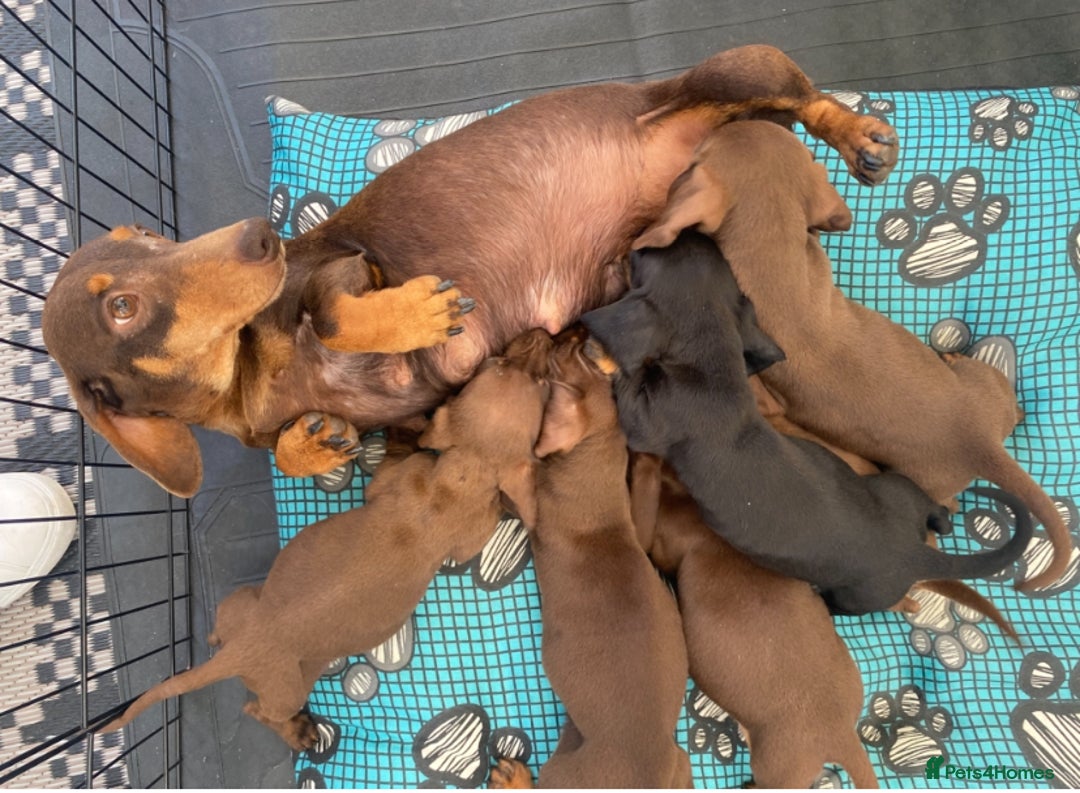 Dachshund dogs for sale: Dachshund puppies  - Image 2
