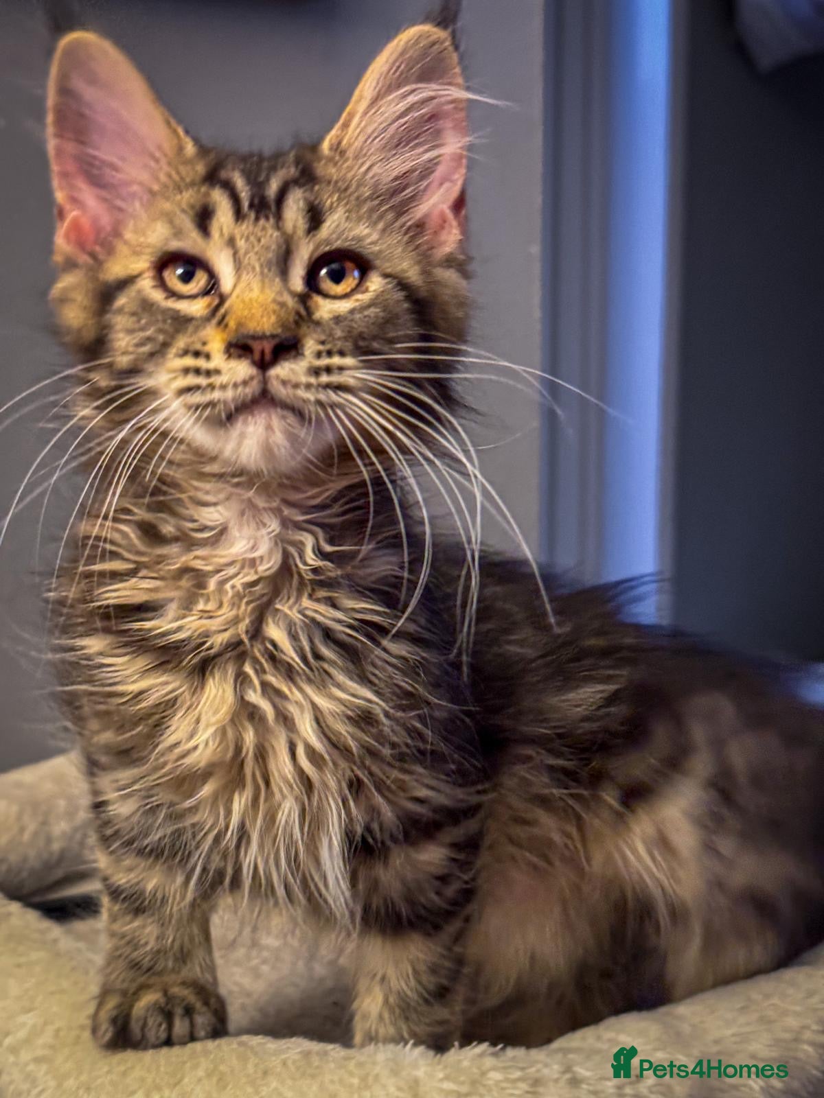 Maine Coon cats REDUCED TO £650pure breed Mainecoon kittens 2 left - Advert 14