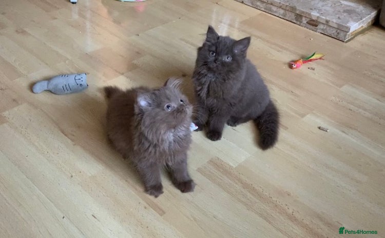 British Longhair cats - Advert 1
