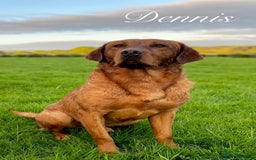 Labrador Retriever dogs for sale: Sykehead are expecting Fox Red lab pups  - Image 1