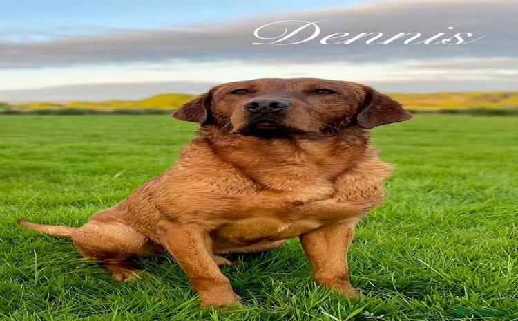 Labrador Retriever dogs - Advert 1