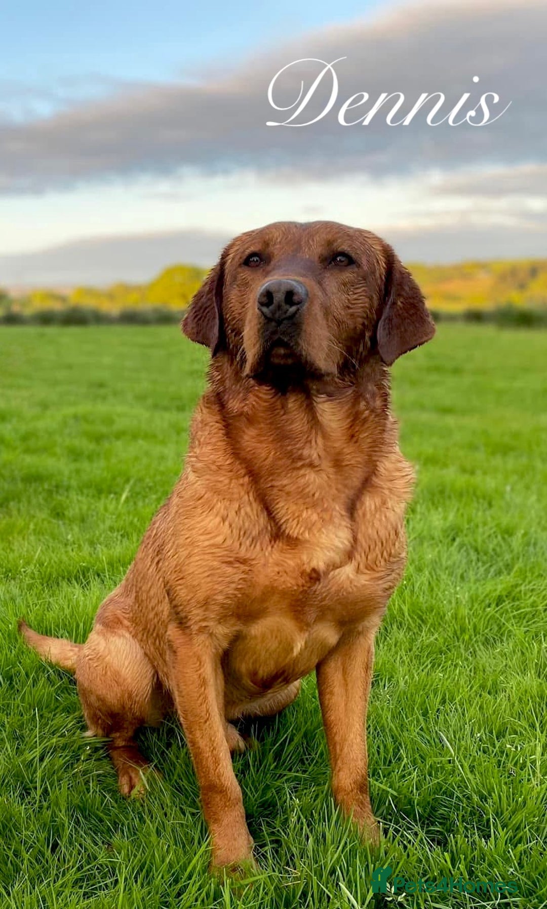 Labrador Retriever dogs for sale: Sykehead are expecting Fox Red lab pups  - Image 1