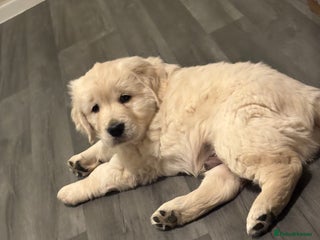 Golden Retriever dogs Gorgeous fluffy pedigree golden retriever boy - Advert 1