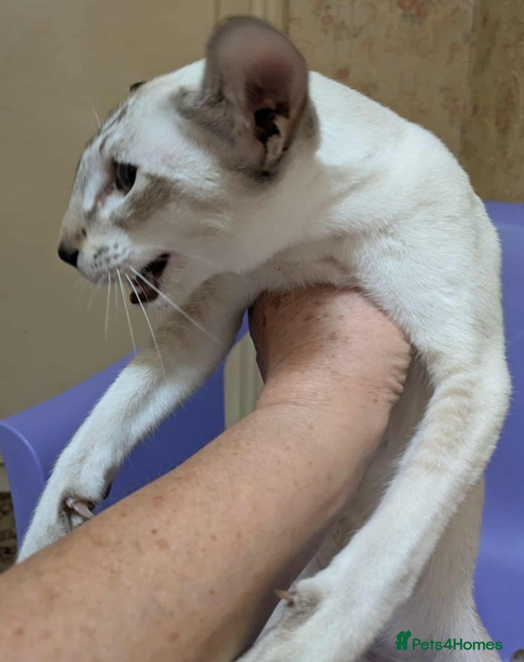 Siamese cats for sale: Siamese Kittens For Sale. - Image 1