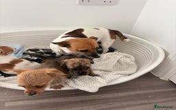 Jack Russell dogs for sale: Jack Russell puppies  - Image 4