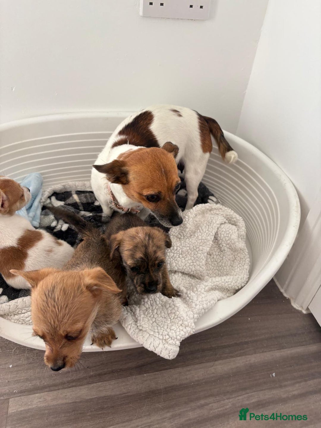 Jack Russell dogs for sale: Jack Russell puppies  - Image 4