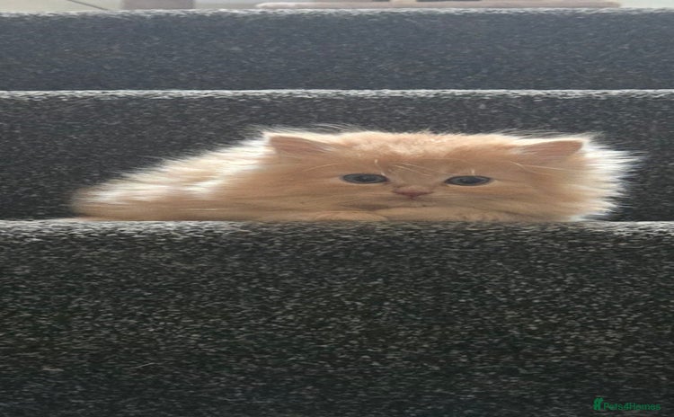 Persian cats - Advert 4