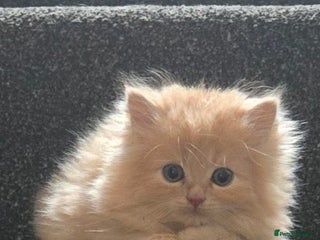 Persian cats - Advert 12