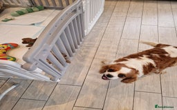 Cavapoo dogs for sale: 9 Week Old Cavapoo for sale (To Be Rehomed) - Image 5