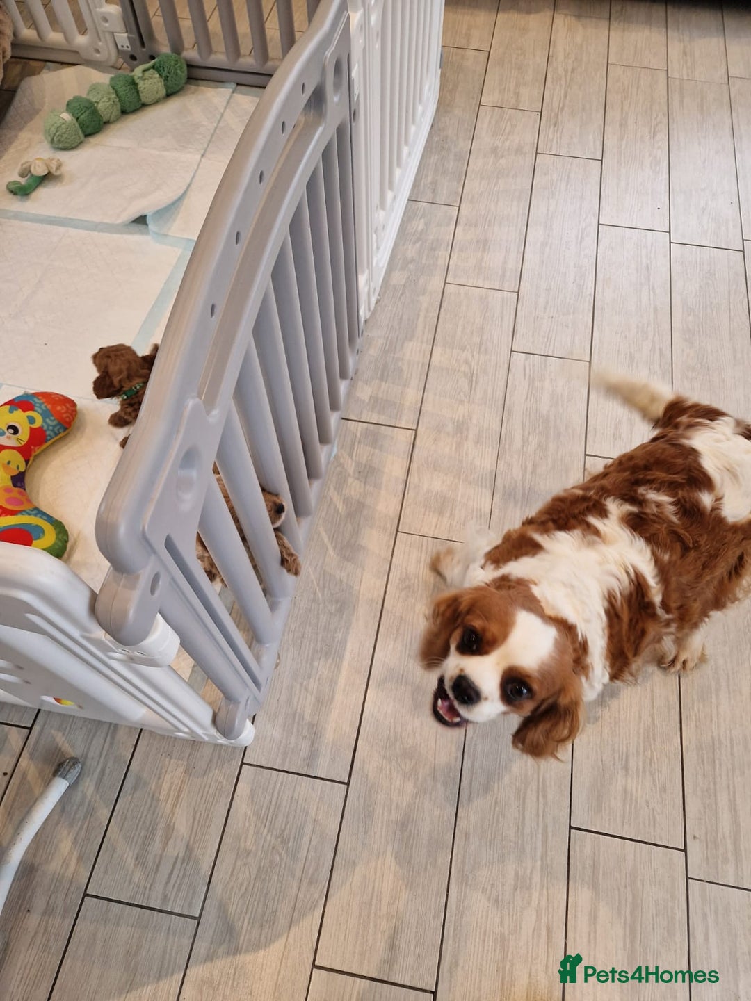 Cavapoo dogs for sale: 9 Week Old Cavapoo for sale (To Be Rehomed) - Image 5