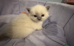 Ragdoll cats for sale: Three beautiful blue ragdoll kittens  - Image 26