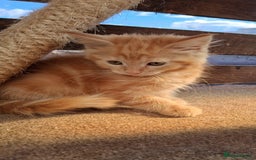 Maine Coon cats for sale: Maine coon  - Image 7