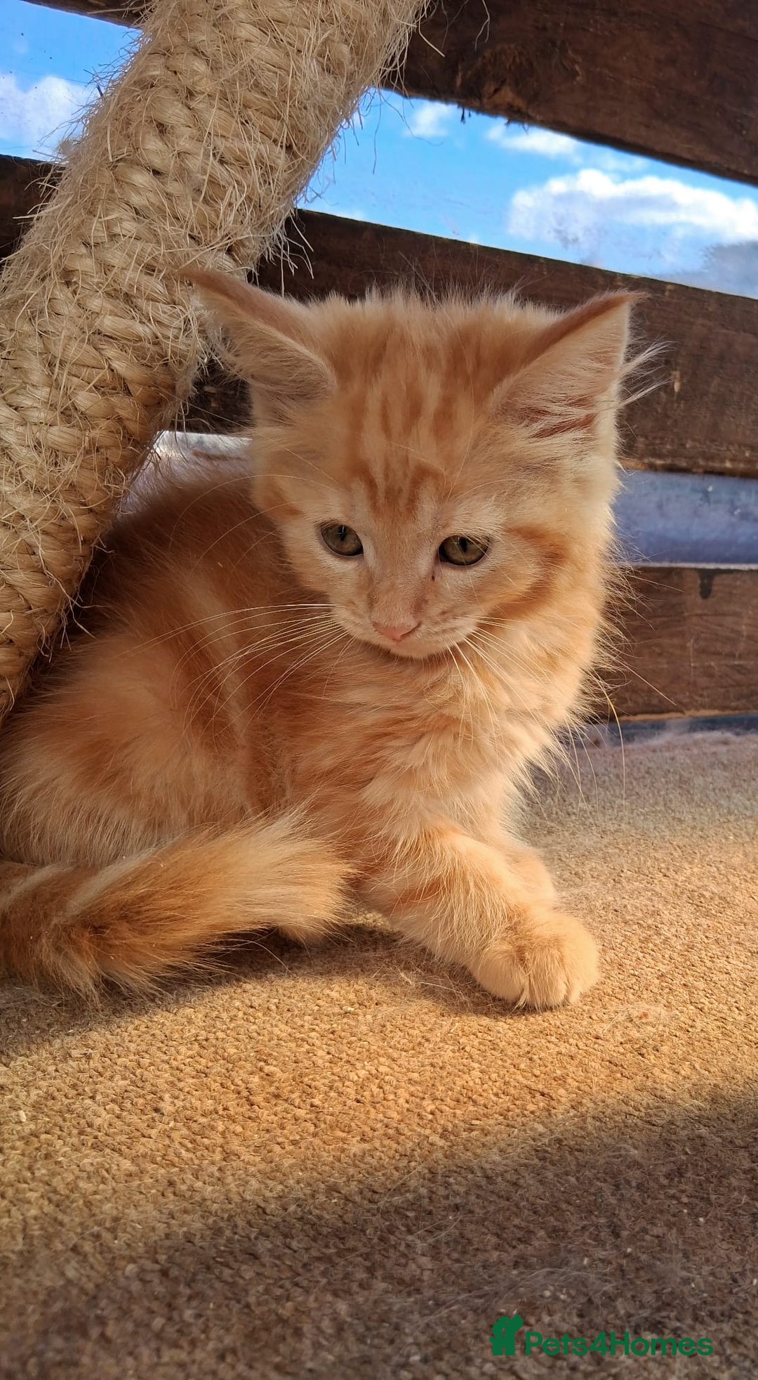 Maine Coon cats for sale: Maine coon  - Image 7