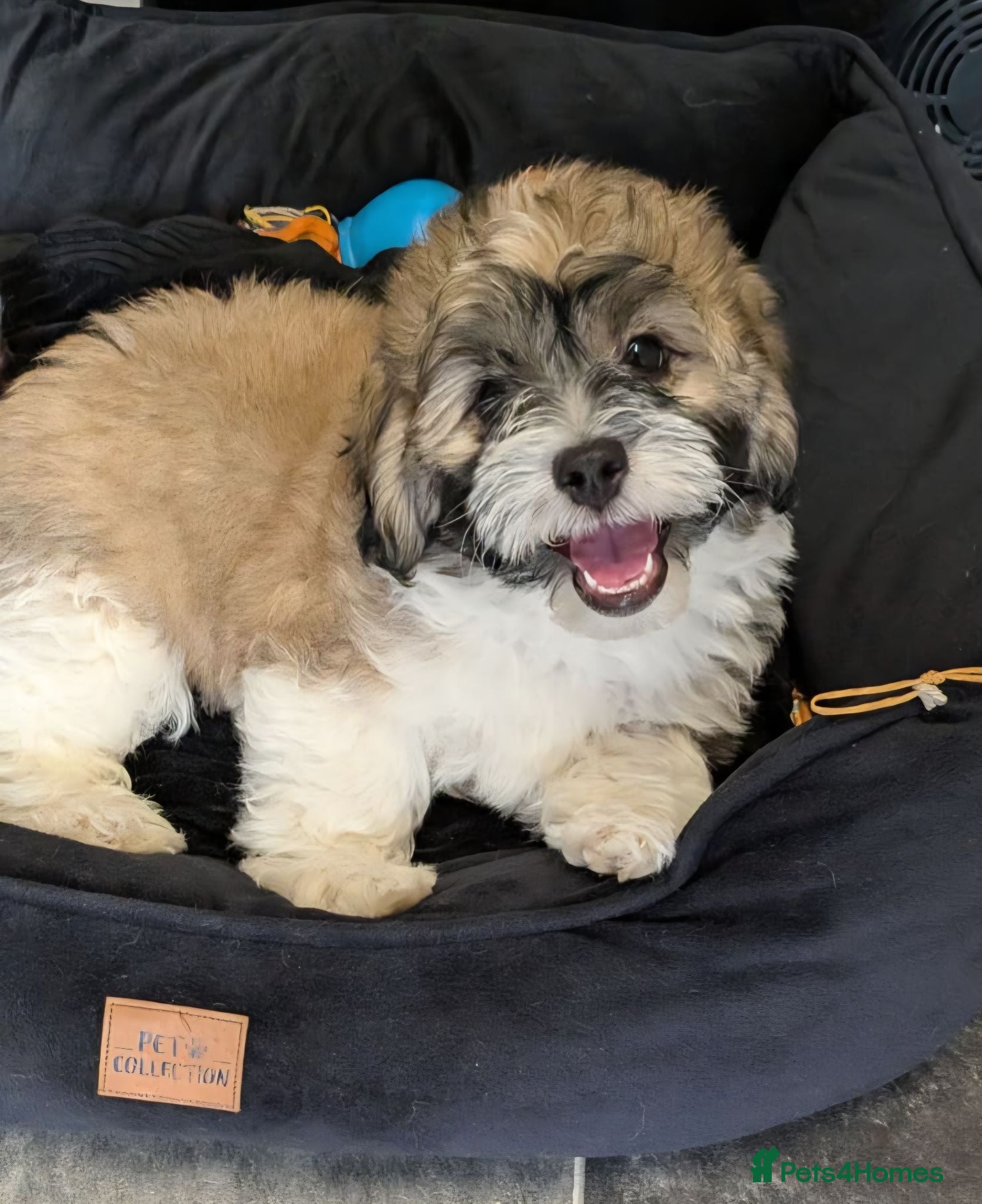 Shihpoo dogs Beautiful Shihpoo Puppy Looking for Forever Home - Advert 5