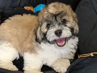 Shihpoo dogs Beautiful Shihpoo Puppy Looking for Forever Home - Advert 5