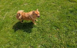 Mixed Breed dogs for sale: Pomeranian x Yorkshire Terrier seeks new home  - Image 2