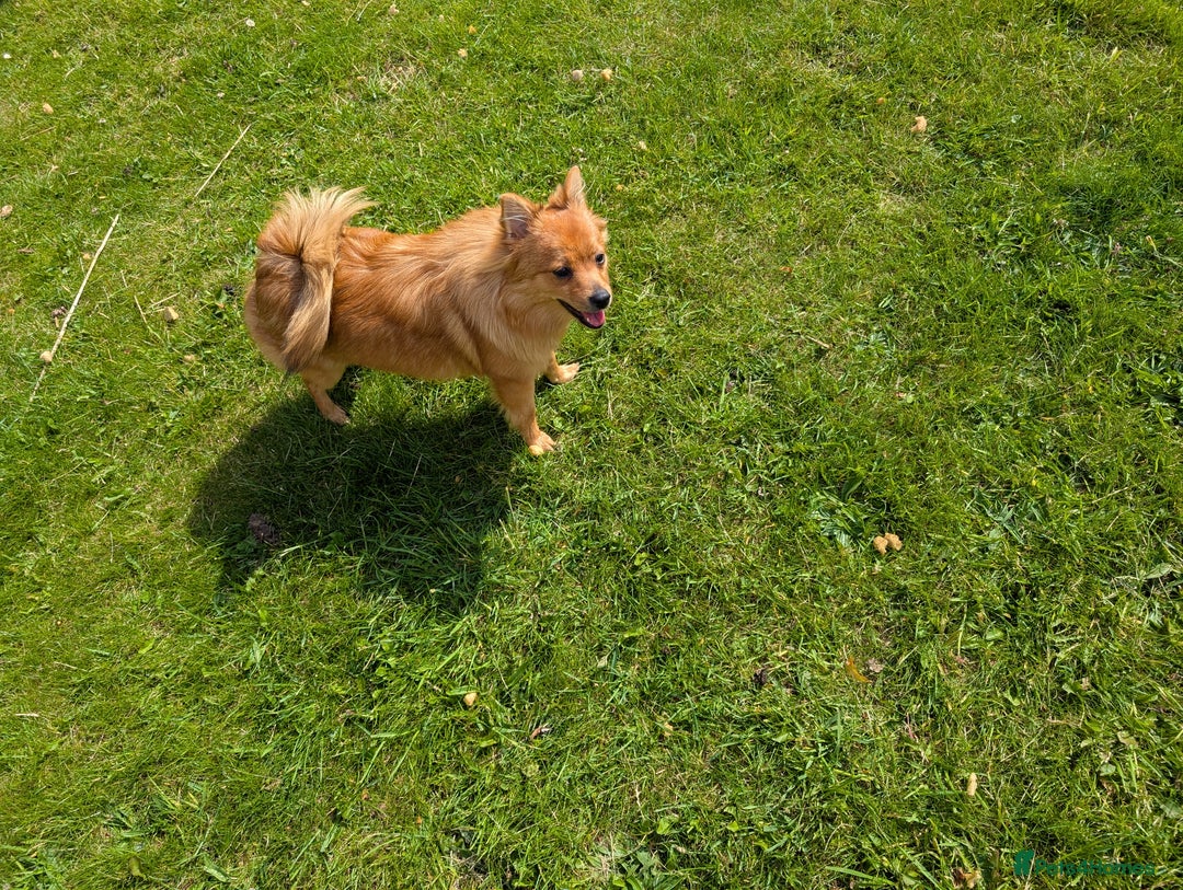 Mixed Breed dogs for sale: Pomeranian x Yorkshire Terrier seeks new home  - Image 2