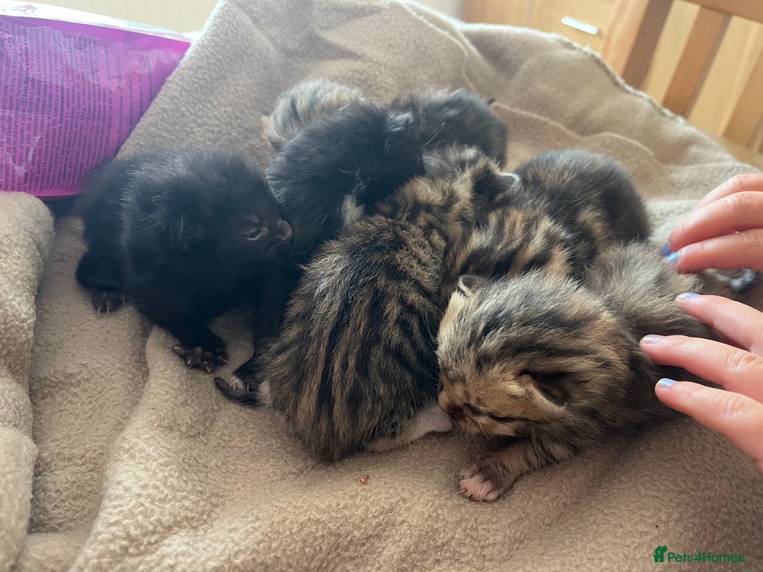 Bengal cats for sale: Beautiful Part/ cross Bengal Kittens - Image 3