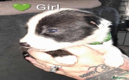 Mixed Breed dogs for sale: American Bulldog x Siberian Husky - Image 20